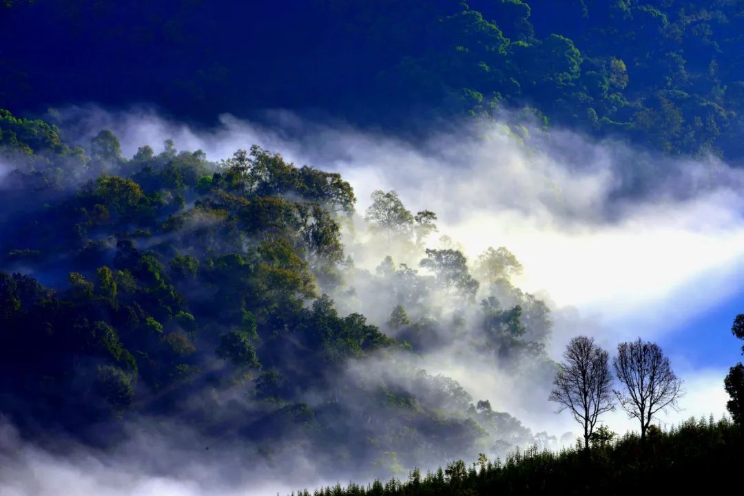 勐海的森林 佐连江 摄