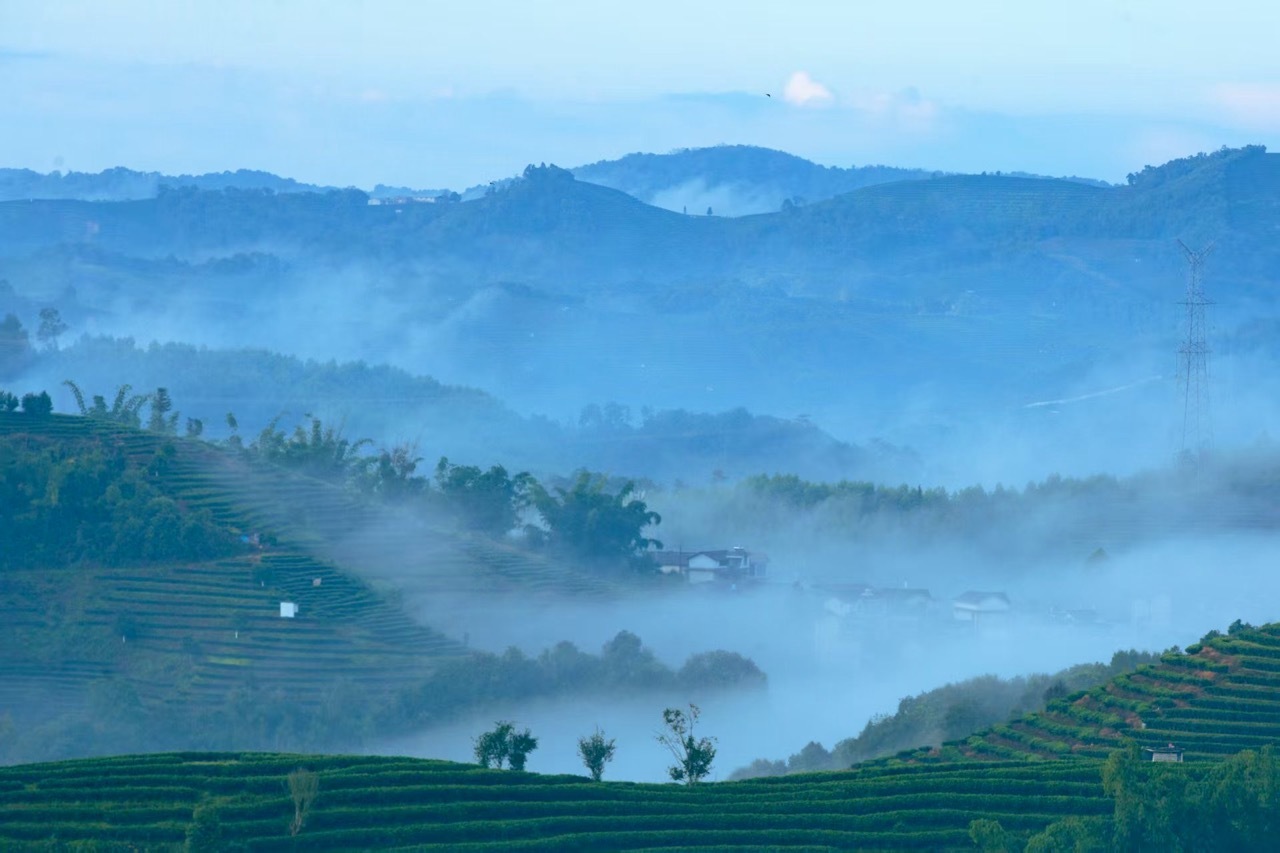 每日一景| 云南普洱茶山云海季上线好似写意山水画