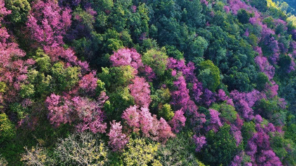 保山施甸粉色的樱花花海从山顶倾泻下来。图源：云新闻客户端