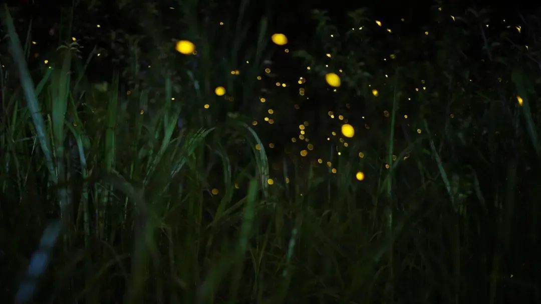 夏天夜晚的萤火虫图片