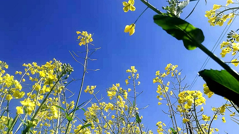 油菜花