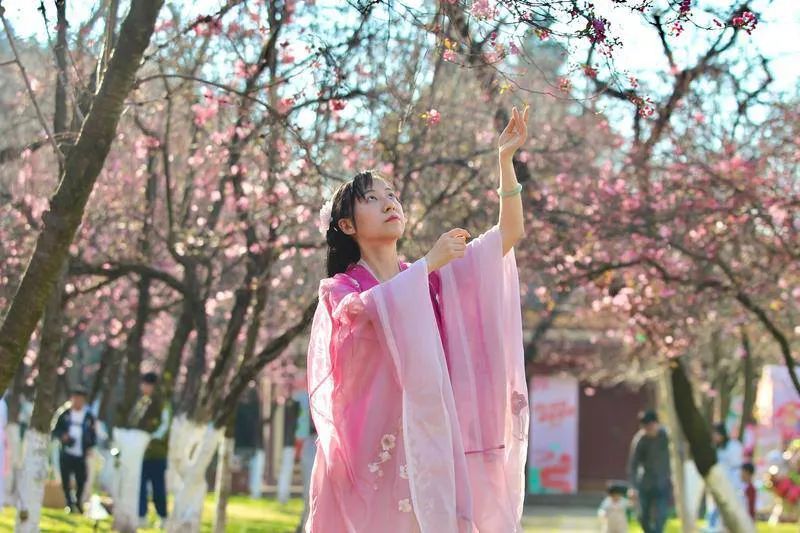 游客在观赏“圆通樱潮”。 高吴双 摄