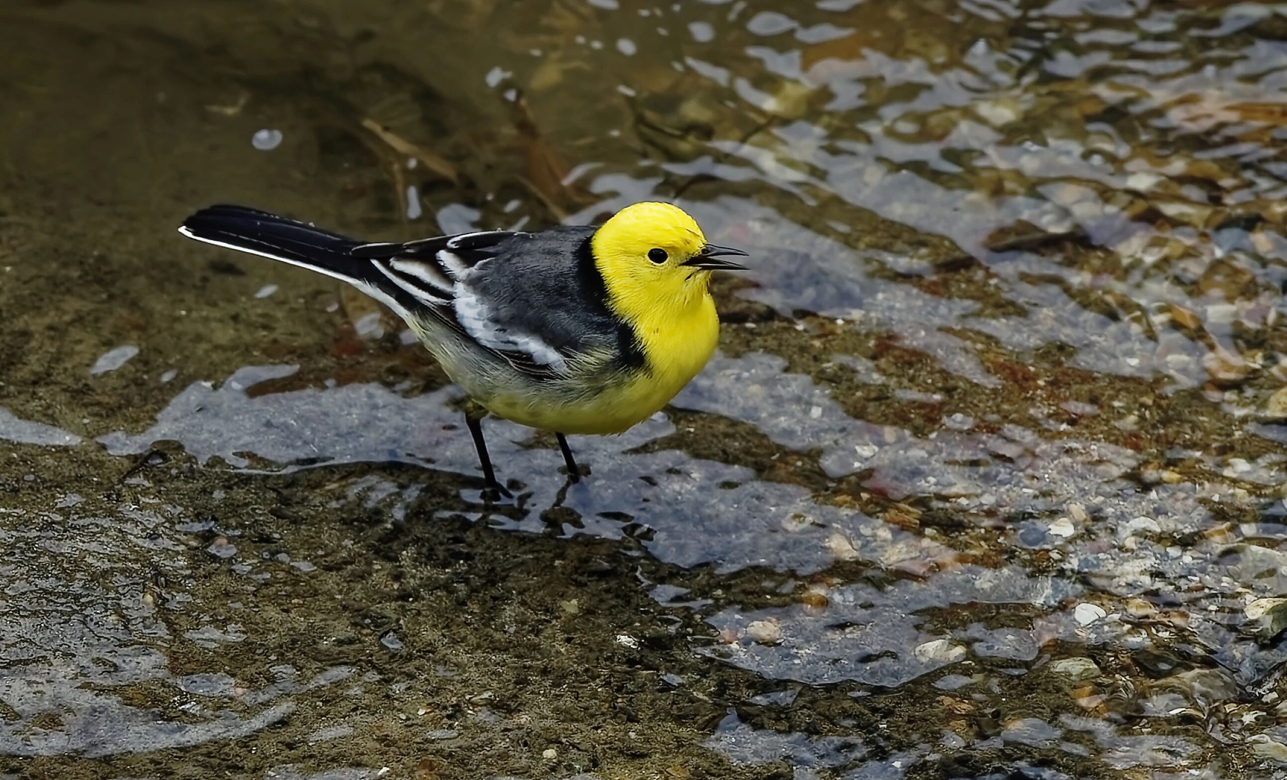 張晉康 攝