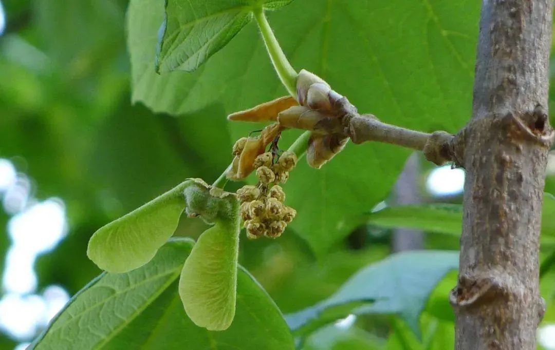 图源:昆明植物园官网