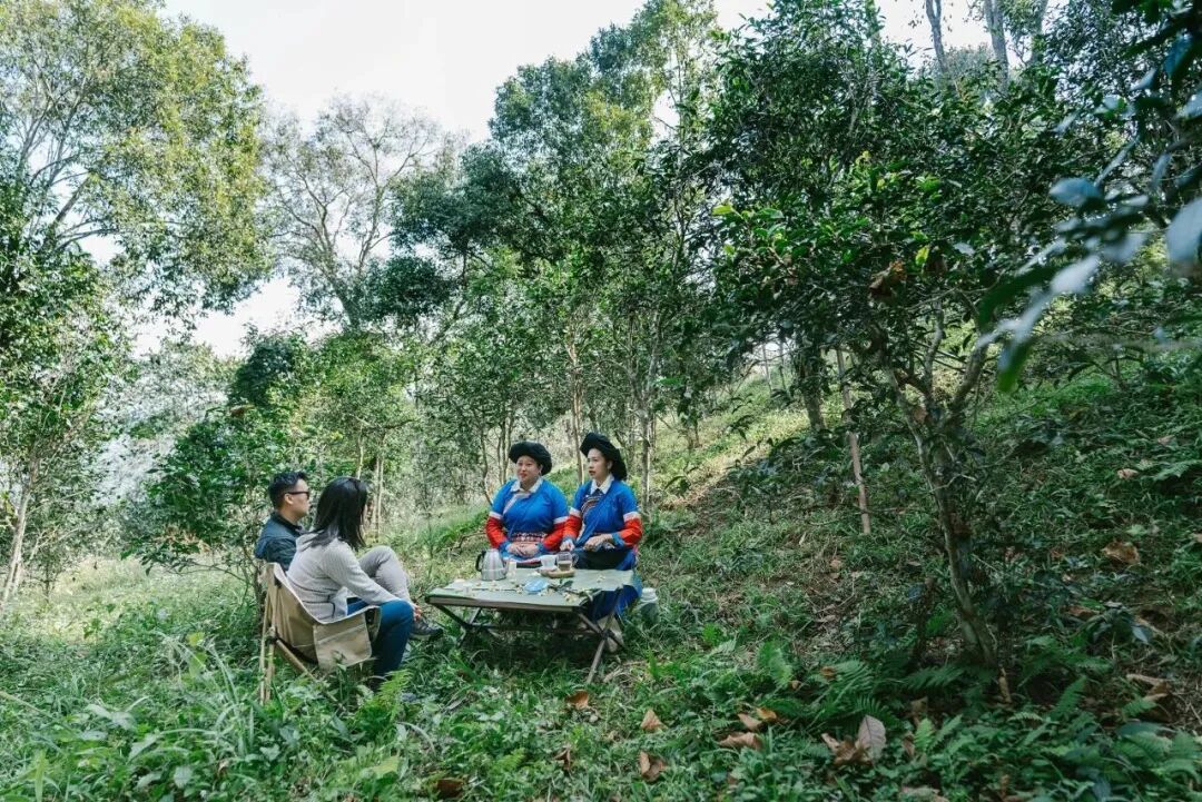 到茶园去品茶