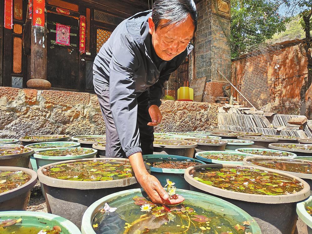 阿建新查看院中栽培的茈碧莲。段苏航 秦蒙琳 摄