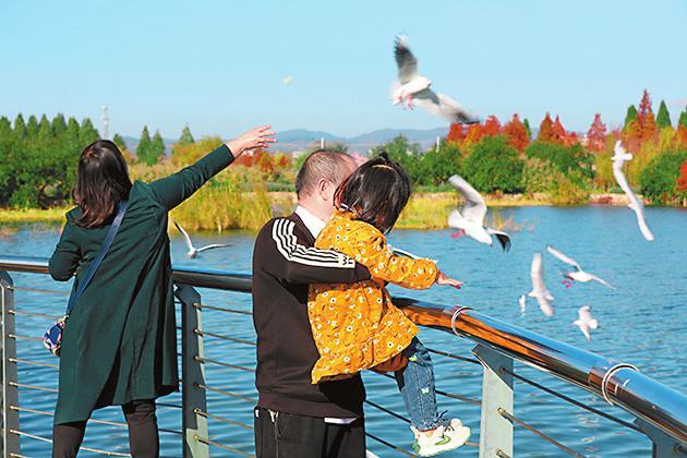 江川区星云湖国家湿地公园，成群结队的海鸥在湖面上空翩翩起舞。 熊长青 邓星瑞 摄