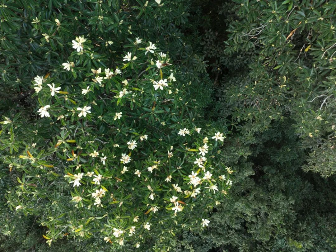 含笑树枝头盛开的花朵