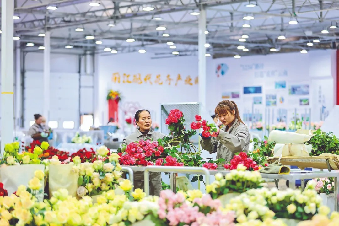 丽江现代花卉产业园工作人员正在对玫瑰鲜切花进行筛选。陈飞 胡妤雅 摄
