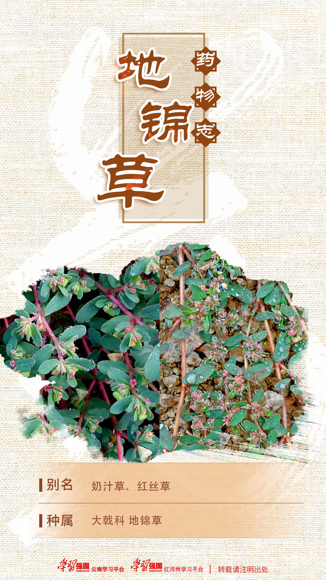 海报中左图为地锦草,右图为斑地锦