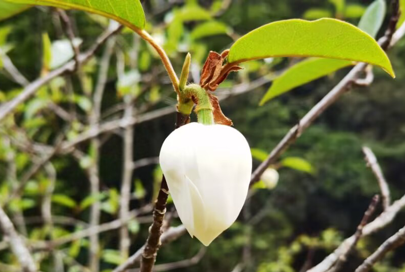 西康天女花。陈家发 摄