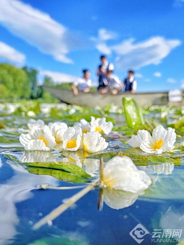 洱海海菜花开