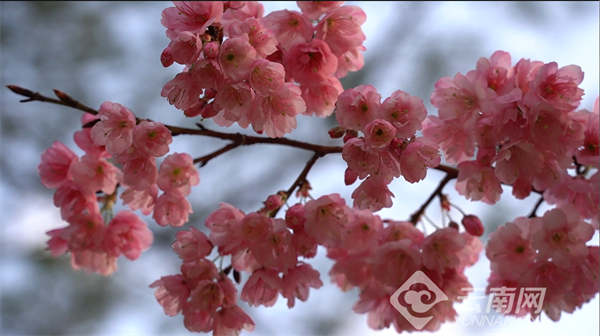 樱花 马龙区委宣传部 供图
