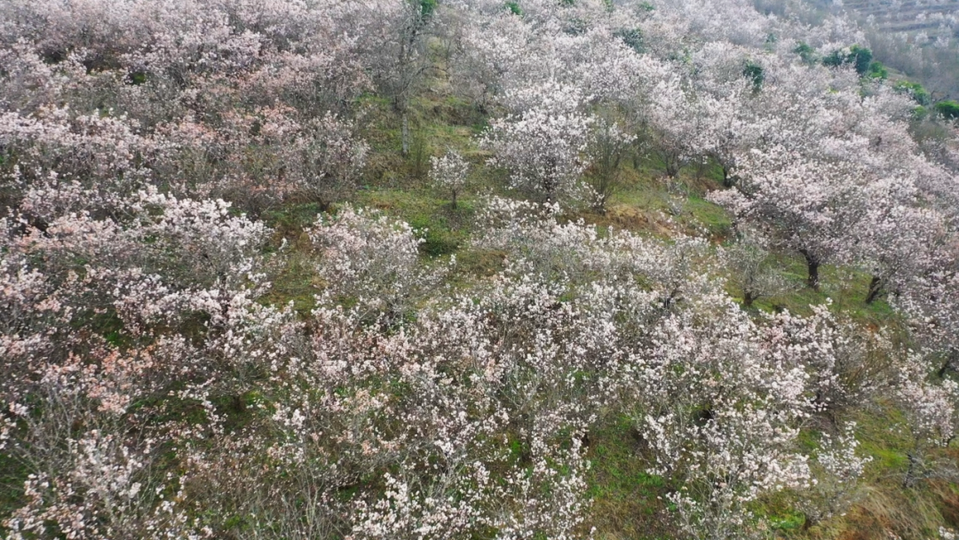 临沧市永德县德党镇钻山洞村成片的樱花已盛开。临沧市委宣传部 供图