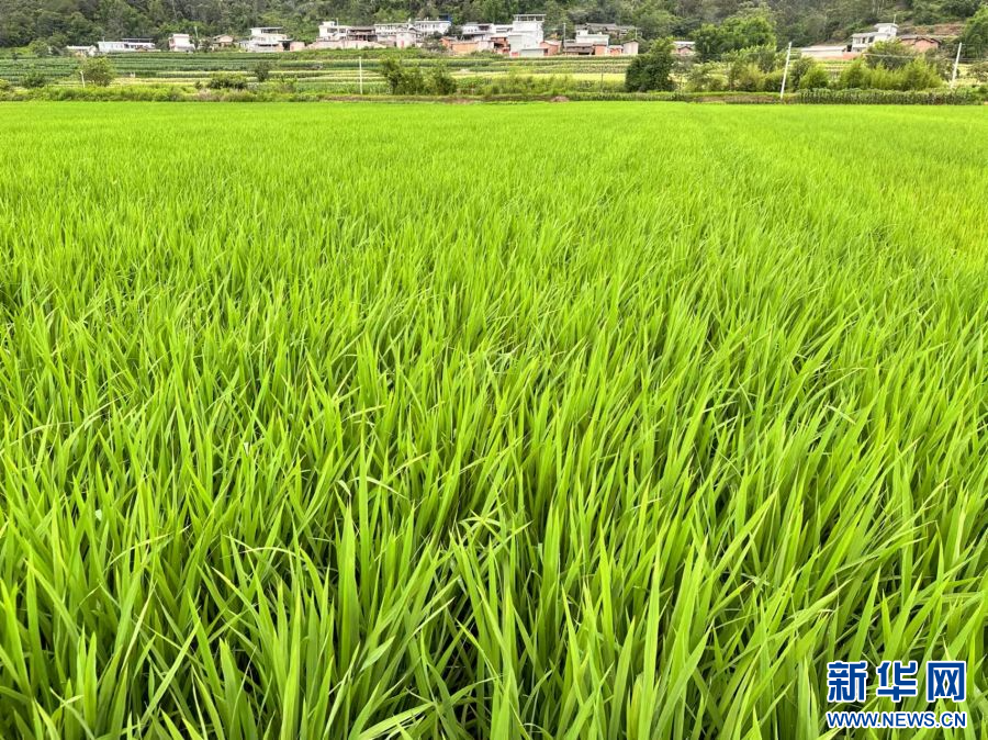 一平浪镇秋木园村委会稻田（7月18日摄）。新华网发（邓莎莎 摄）