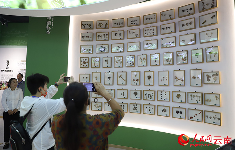 南华野生菌科普展馆内,形态各异的野生菌标本吸引了不少参观者。人民网记者 李发兴摄