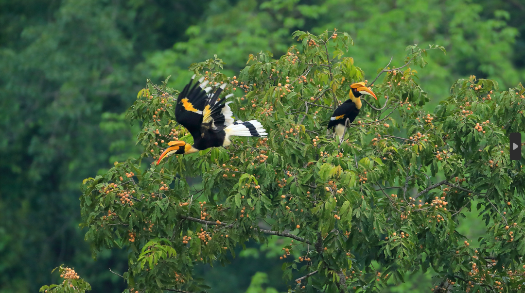 双角犀鸟 郑山河 摄