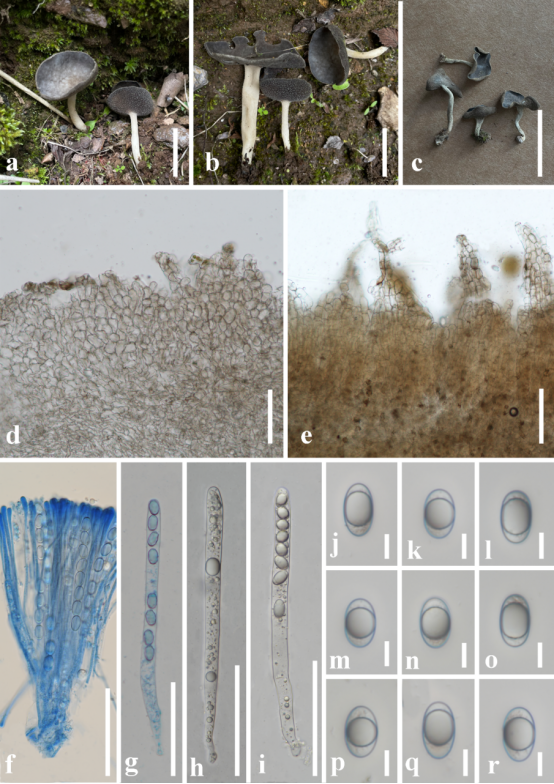 新物种永平马鞍菌Helvella yongpingensis形态图