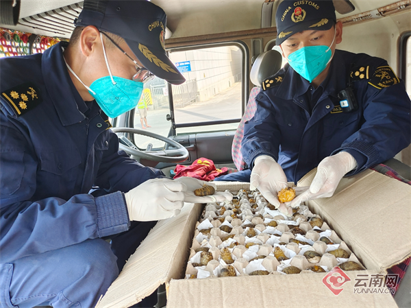 海关关员清点查获的巨人巨蜣螂 昆明海关供图