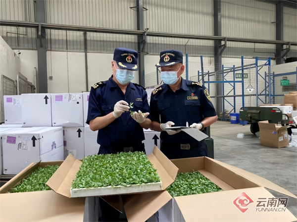 海关关员对入境种苗进行检疫查验