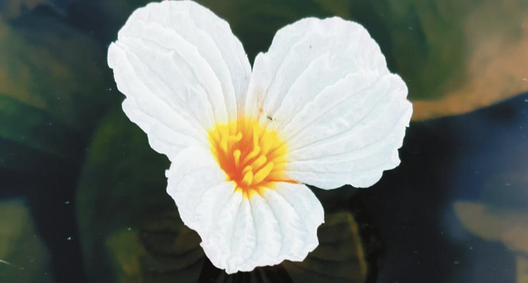 异龙湖海菜花盛开。