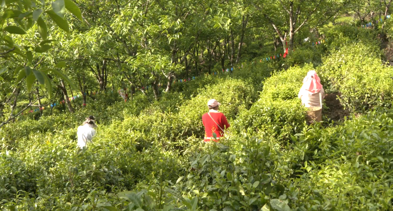 兔街镇半坡村委会,茶农们身背茶篓采茶